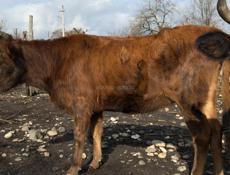 Первая Беременность