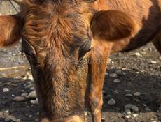 Первая Беременность 