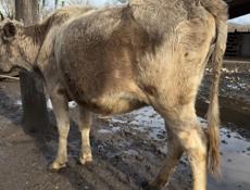 Скоро отелиться