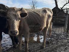 Скоро отелиться 