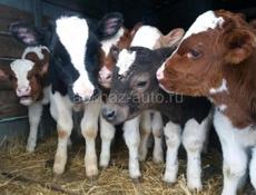 ТЕЛЯТА СРОЧНО