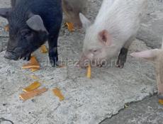 Породистые поросята порода мангал возраст два спалавиной месяца.