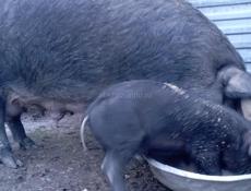 Породистые поросята порода мангал возраст два спалавиной месяца.