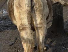 Первый отёл