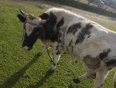 Продаётся бык 120 130