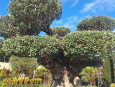 обрезка деревьев