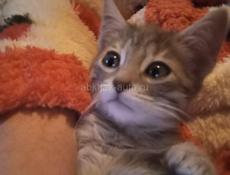 В добрые руки