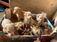 Продаются щенки спаниеля 