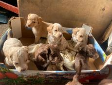 Продаются щенки спаниеля 