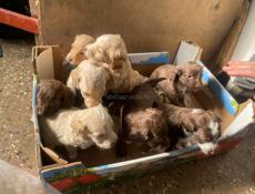 Продаются щенки спаниеля