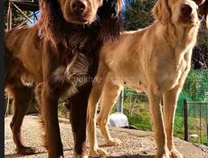 Продаются щенки спаниеля 