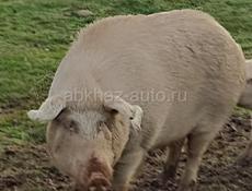 Продам свиней 