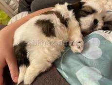 Щенки Ши Тцу 💞💞💞💞💞💞💞💞💞💞