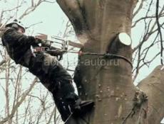 СПИЛ ДЕРЕВЬЕВ 