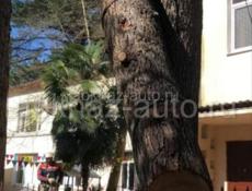 СПИЛ ДЕРЕВЬЕВ