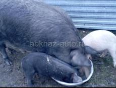 Породистые поросята