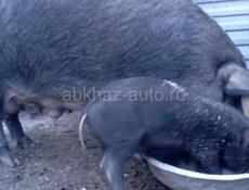 Породистые поросята