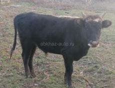 Прадаётся бычок