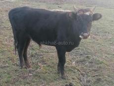 Прадаётся бычок