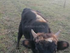 Прадаётся бычок