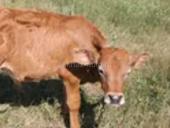 Продам теленка