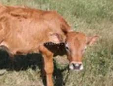 Продам теленка