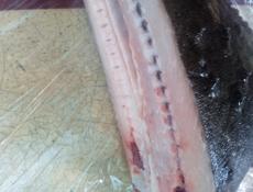 В продаже камбала