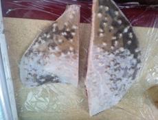 В продаже камбала