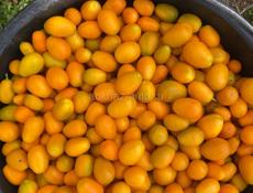 Кумкват на продажу 