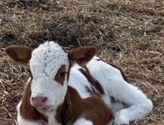 Продаю теленка , срочно 