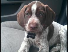 Отдам в добрые руки 