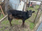 Гулирипшский район , Эстонка-Допукыт