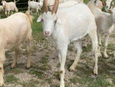 Местные породистые