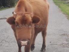 По телефону Ватсапп только