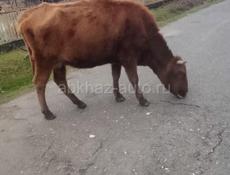 По телефону Ватсапп только