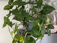 Продам цветок(сингониум)