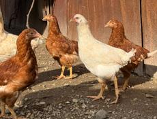 Продаются петушки и цыплята , по 700 р 3 месяца 10 дней -, подробности по телефону