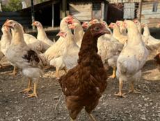 Продаются петушки и цыплята , по 700 р 3 месяца 10 дней -, подробности по телефону