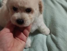 Щенок Бишона