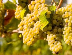 ПРОДАЕТСЯ ВИНО!