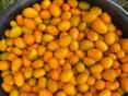 Продается кумкват 
