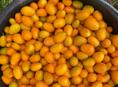 Продается кумкват 