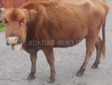 По телефону Ватсапп