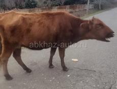 По телефону Ватсапп 