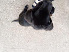 Собака потеряшка