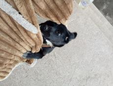 Собака потеряшка