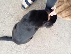 Собака потеряшка