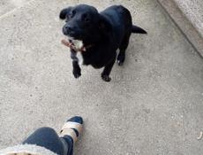 Собака потеряшка 