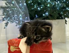 ОТДАМ В ЗАБОТЛИВЫЕ РУКИ