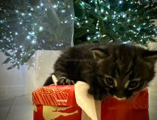 ОТДАМ В ЗАБОТЛИВЫЕ РУКИ